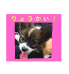 パピヨンの日常（個別スタンプ：4）