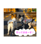 パピヨンの日常（個別スタンプ：5）