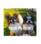 パピヨンの日常（個別スタンプ：8）