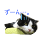 hachiware suko momotarou（個別スタンプ：1）