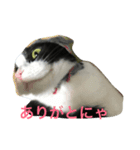 hachiware suko momotarou（個別スタンプ：2）