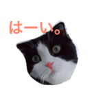 hachiware suko momotarou（個別スタンプ：3）