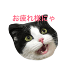 hachiware suko momotarou（個別スタンプ：4）