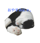 hachiware suko momotarou（個別スタンプ：5）