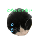 hachiware suko momotarou（個別スタンプ：6）