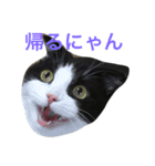 hachiware suko momotarou（個別スタンプ：7）