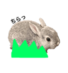 うさぎのぷーちん（個別スタンプ：1）