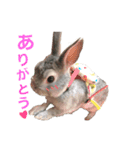 うさぎのぷーちん（個別スタンプ：5）