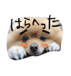 ポメラニアンのぽことぺこ（個別スタンプ：5）