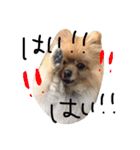 ポメラニアンのぽことぺこ（個別スタンプ：7）