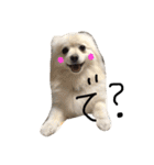ポメラニアンのぽことぺこ（個別スタンプ：8）