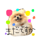 ポメラニアンのぽことぺこ（個別スタンプ：11）