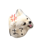 ポメラニアンのぽことぺこ（個別スタンプ：16）