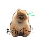 ポメラニアンのぽことぺこ（個別スタンプ：19）