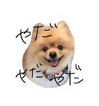 ポメラニアンのぽことぺこ（個別スタンプ：21）