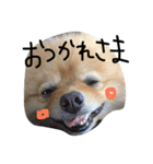 ポメラニアンのぽことぺこ（個別スタンプ：25）