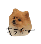 ポメラニアンのぽことぺこ（個別スタンプ：27）