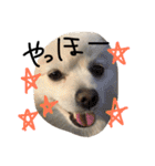 ポメラニアンのぽことぺこ（個別スタンプ：30）