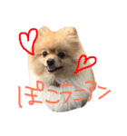 ポメラニアンのぽことぺこ（個別スタンプ：31）