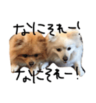 ポメラニアンのぽことぺこ（個別スタンプ：33）