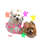 ポメラニアンのぽことぺこ（個別スタンプ：34）