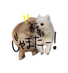 ポメラニアンのぽことぺこ（個別スタンプ：37）