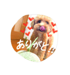 あんころもっち（個別スタンプ：1）