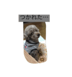 しぇるちゃんの呟き①（個別スタンプ：2）