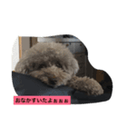 しぇるちゃんの呟き①（個別スタンプ：4）