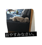 しぇるちゃんの呟き①（個別スタンプ：8）