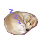 momosn picts（個別スタンプ：3）