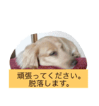 momosn picts（個別スタンプ：8）