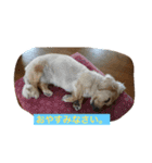 momosn picts（個別スタンプ：10）