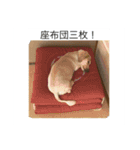 momosn picts（個別スタンプ：11）