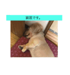 momosn picts（個別スタンプ：13）