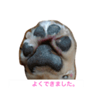 momosn picts（個別スタンプ：14）