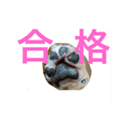 momosn picts（個別スタンプ：15）