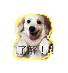 ポメックスはち 1（個別スタンプ：5）