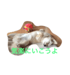 ポメックスはち 1（個別スタンプ：11）