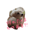 ポメックスはち 1（個別スタンプ：13）