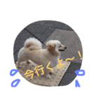 ポメックスはち 1（個別スタンプ：14）
