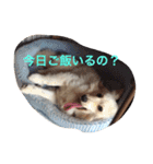 ポメックスはち 1（個別スタンプ：15）