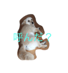 ポメックスはち 1（個別スタンプ：16）