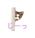 7匹の猫と外猫たち（個別スタンプ：1）