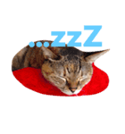 7匹の猫と外猫たち（個別スタンプ：2）