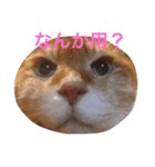 7匹の猫と外猫たち（個別スタンプ：4）