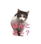 7匹の猫と外猫たち（個別スタンプ：5）