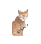 7匹の猫と外猫たち（個別スタンプ：6）