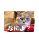 7匹の猫と外猫たち（個別スタンプ：7）