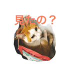 猫の日曜日（個別スタンプ：1）
